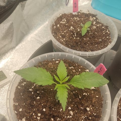 Lemon Cherry Gelato #1 growlog timeline photo