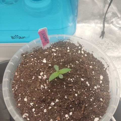 Lemon Cherry Gelato #2 growlog timeline photo