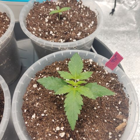 LSD Auto growlog timeline photo