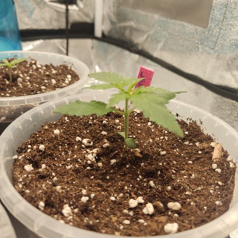 LSD Auto growlog timeline photo