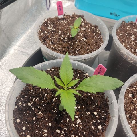 Lemon Cherry Gelato #1 growlog timeline photo