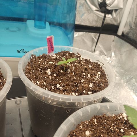 Lemon Cherry Gelato #2 growlog timeline photo