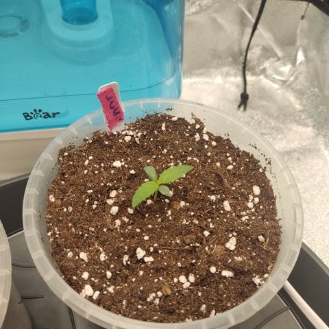 Lemon Cherry Gelato #2 growlog timeline photo