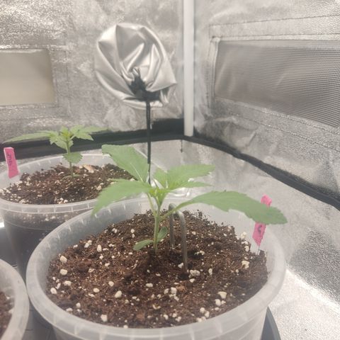 Lemon Cherry Gelato #1 growlog timeline photo