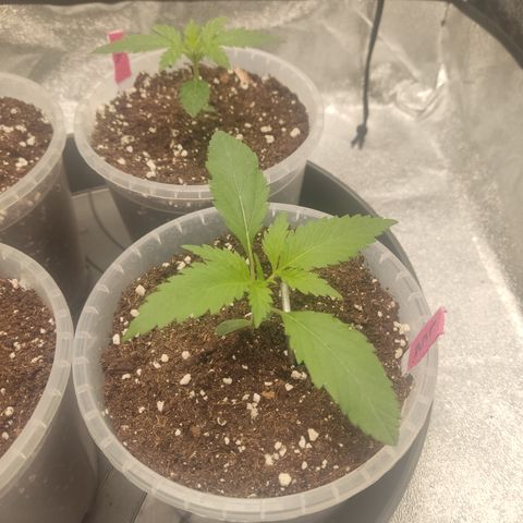 Lemon Cherry Gelato #1 growlog timeline photo