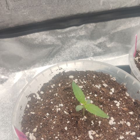 Lemon Cherry Gelato #2 growlog timeline photo