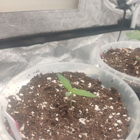 Lemon Cherry Gelato #2 growlog timeline photo