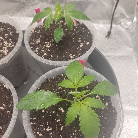 Lemon Cherry Gelato #1 growlog timeline photo