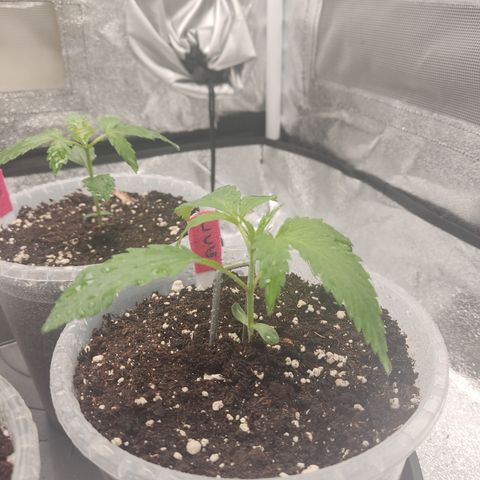 Lemon Cherry Gelato #1 growlog timeline photo