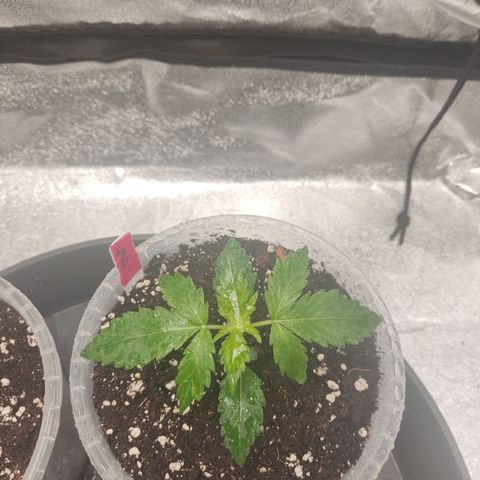 LSD Auto growlog timeline photo