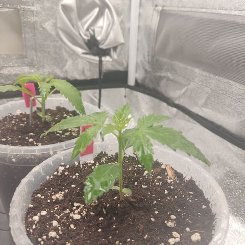 LSD Auto growlog timeline photo