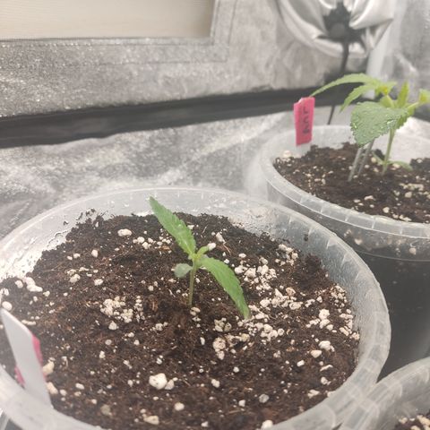 Lemon Cherry Gelato #2 growlog timeline photo