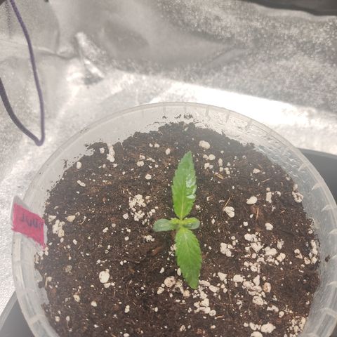Lemon Cherry Gelato #2 growlog timeline photo