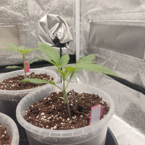Lemon Cherry Gelato #1 growlog timeline photo