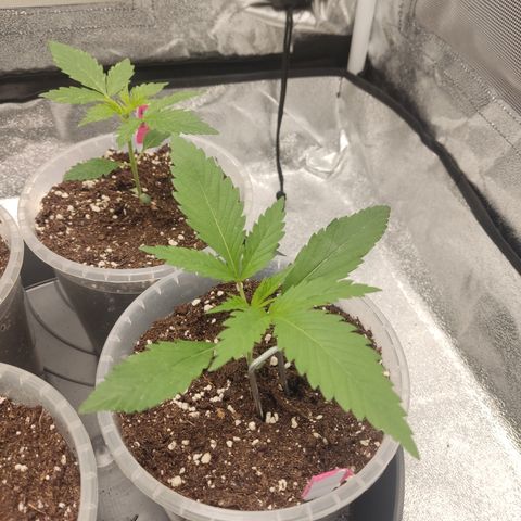Lemon Cherry Gelato #1 growlog timeline photo