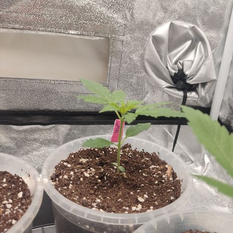 LSD Auto growlog timeline photo
