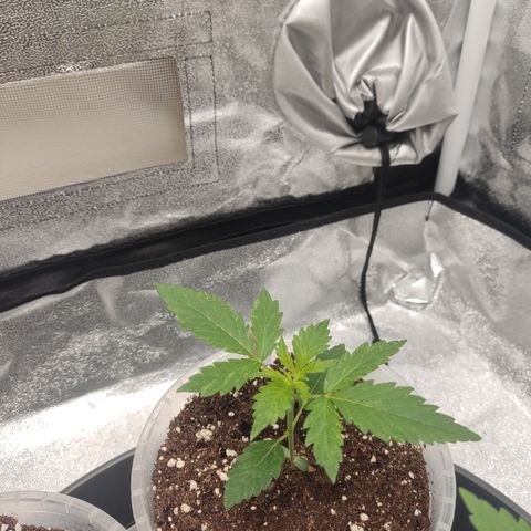 LSD Auto growlog timeline photo
