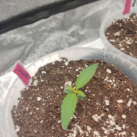 Lemon Cherry Gelato #2 growlog timeline photo