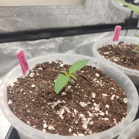 Lemon Cherry Gelato #2 growlog timeline photo