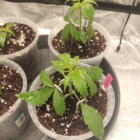 Lemon Cherry Gelato #1 growlog timeline photo