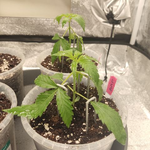 Lemon Cherry Gelato #1 growlog timeline photo