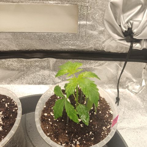 LSD Auto growlog timeline photo