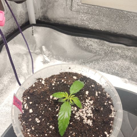 Lemon Cherry Gelato #2 growlog timeline photo