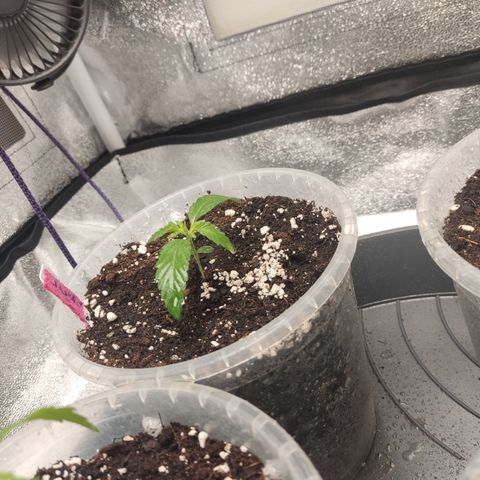 Lemon Cherry Gelato #2 growlog timeline photo