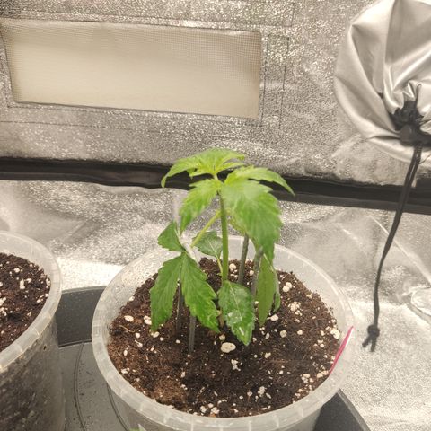 LSD Auto growlog timeline photo