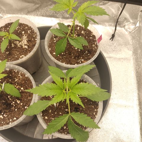 Lemon Cherry Gelato #1 growlog timeline photo