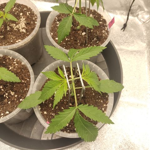 Lemon Cherry Gelato #1 growlog timeline photo