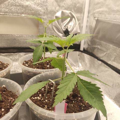 Lemon Cherry Gelato #1 growlog timeline photo