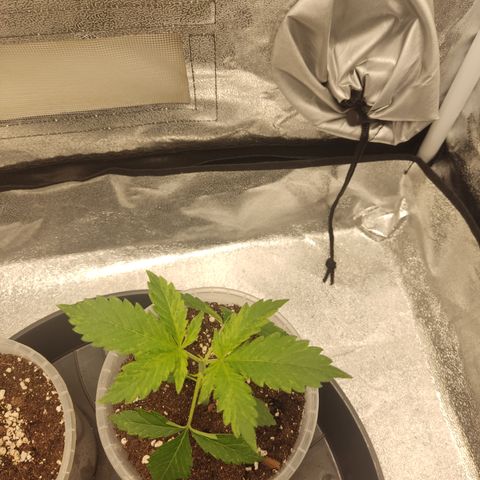 LSD Auto growlog timeline photo