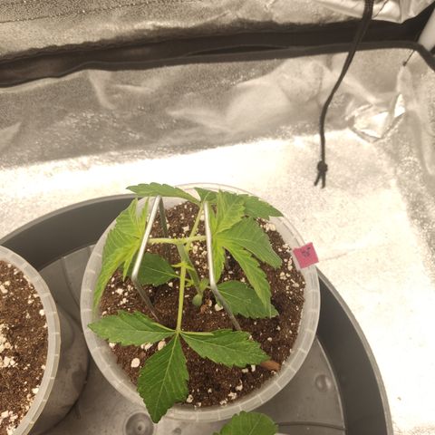 LSD Auto growlog timeline photo