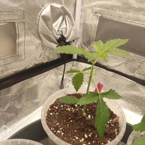 LSD Auto growlog timeline photo