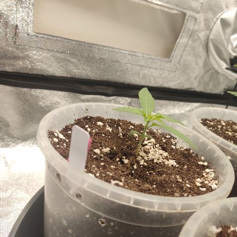 Lemon Cherry Gelato #2 growlog timeline photo
