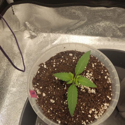 Lemon Cherry Gelato #2 growlog timeline photo