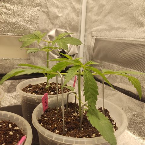 Lemon Cherry Gelato #1 growlog timeline photo