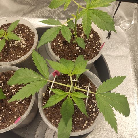 Lemon Cherry Gelato #1 growlog timeline photo