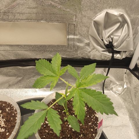 LSD Auto growlog timeline photo