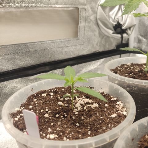 Lemon Cherry Gelato #2 growlog timeline photo