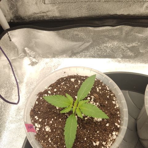 Lemon Cherry Gelato #2 growlog timeline photo