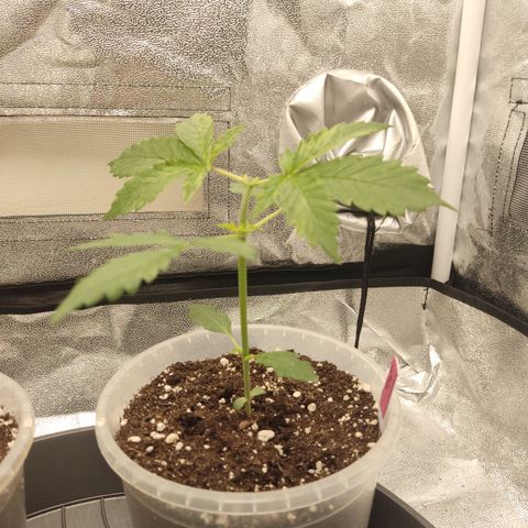LSD Auto growlog timeline photo