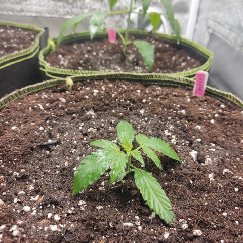 Lemon Cherry Gelato #2 growlog timeline photo