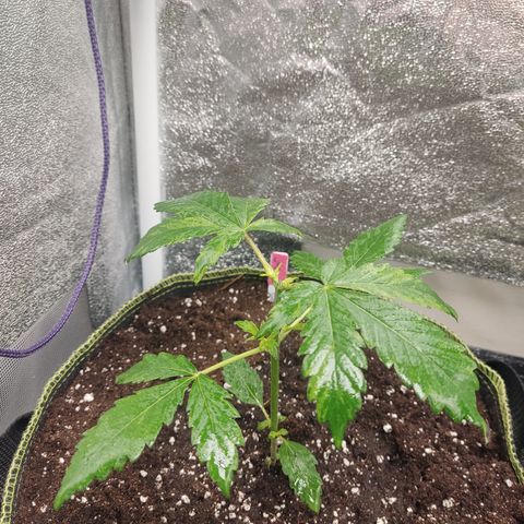 LSD Auto growlog timeline photo