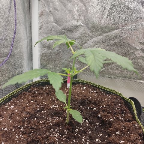 LSD Auto growlog timeline photo