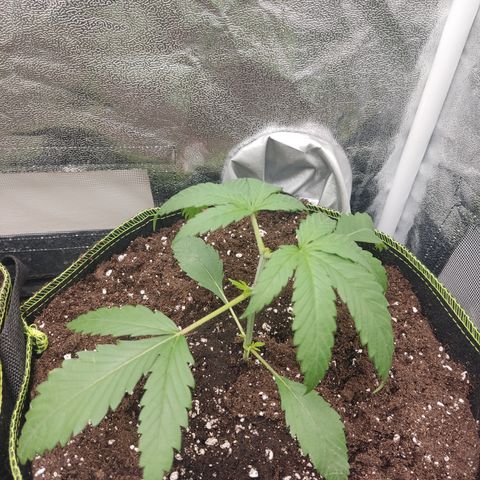 Lemon Cherry Gelato #1 growlog timeline photo