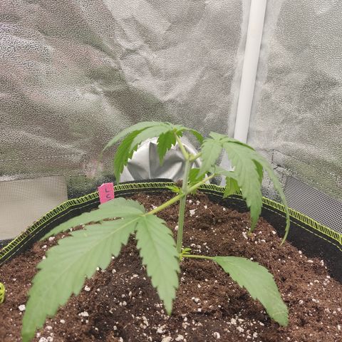 Lemon Cherry Gelato #1 growlog timeline photo