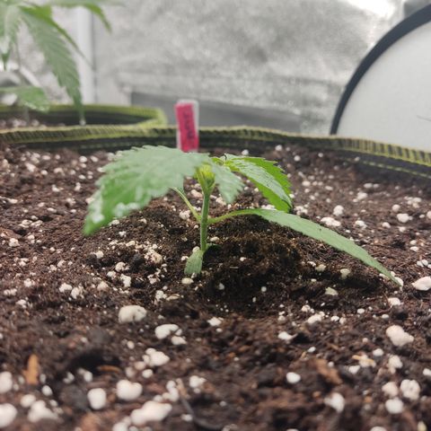 Lemon Cherry Gelato #2 growlog timeline photo