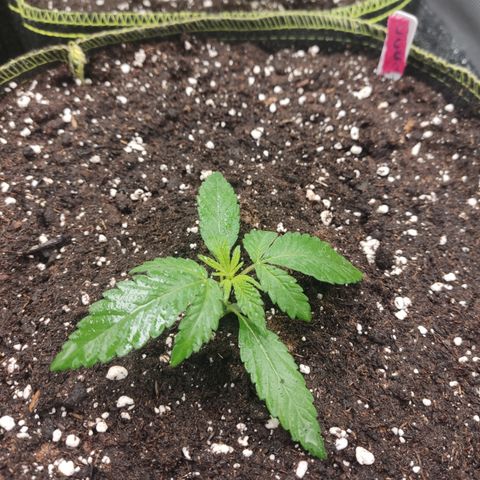 Lemon Cherry Gelato #2 growlog timeline photo